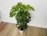 Шеффлера Нора (Schefflera Nora)