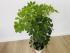 Шеффлера Нора (Schefflera Nora)