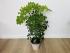 Шеффлера Нора (Schefflera Nora)
