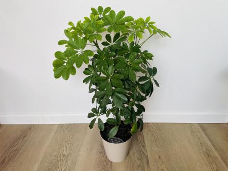 Шеффлера Нора (Schefflera Nora)