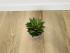Хавортия (Haworthia)