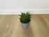 Хавортия (Haworthia)