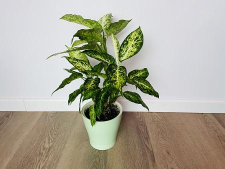 Диффенбахия Эми (Dieffenbachia 'Amy') 50