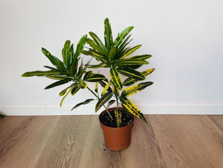 Кротон Санни Стар (Codiaeum Sunny Star) 12/30