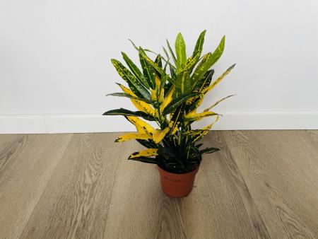 Кротон Санни Стар (Codiaeum Sunny Star) 12/30