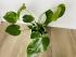 Монстера Делициоза (Monstera deliciosa) 14/60