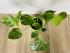 Монстера Делициоза (Monstera deliciosa) 14/60