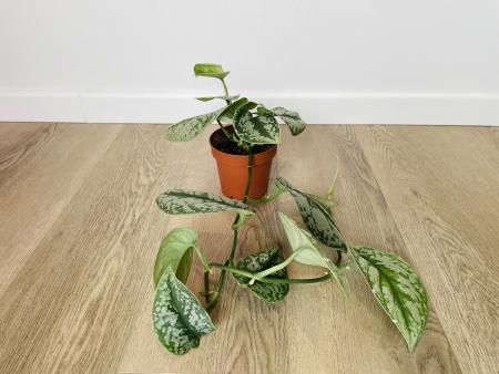 Сциндапсус Пиктус Треби (Scindapsus pictus 'Trebie') 12/15