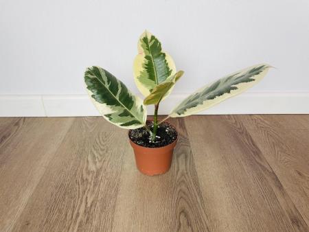 Фикус Эластика Тинеке (Ficus elastica 'Tineke') 14/50