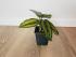 Калатея Принцепс (Calathea Princeps)