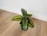 Калатея Принцепс (Calathea Princeps)