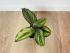 Калатея Принцепс (Calathea Princeps)