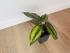 Калатея Принцепс (Calathea Princeps)