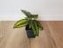 Калатея Принцепс (Calathea Princeps)