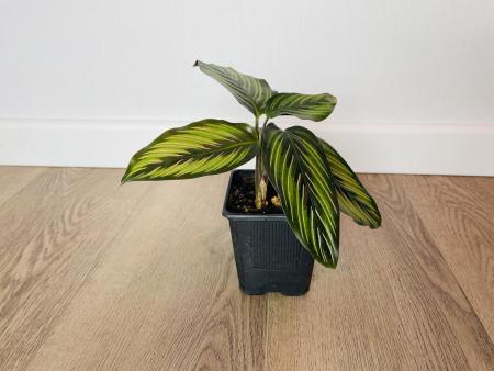 Калатея Принцепс (Calathea Princeps)