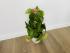 Эпипремнум Золотистый (Epipremnum Aureum)