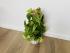 Эпипремнум Золотистый (Epipremnum Aureum)
