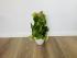 Эпипремнум Золотистый (Epipremnum Aureum)
