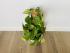 Эпипремнум Золотистый (Epipremnum Aureum)