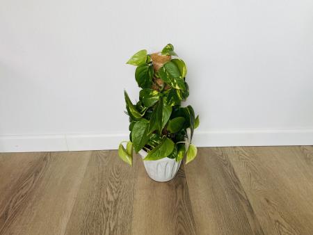 Эпипремнум Золотистый (Epipremnum Aureum)