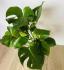 Монстера (Monstera deliciosa) 21/80