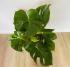 Монстера (Monstera deliciosa) 21/80