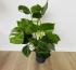 Монстера (Monstera deliciosa) 21/80
