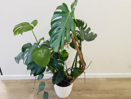 Монстера (Monstera deliciosa) 21/80