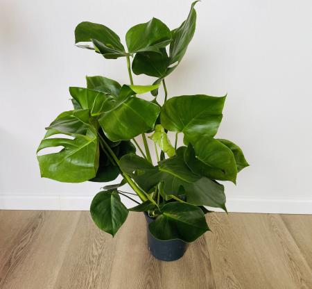 Монстера (Monstera deliciosa) 21/80