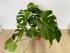 Монстера (Monstera deliciosa) 17/60