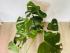 Монстера (Monstera deliciosa) 17/60