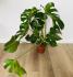 Монстера (Monstera deliciosa) 17/60