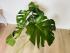 Монстера (Monstera deliciosa) 17/60