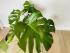 Монстера (Monstera deliciosa) 17/60