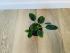 Филодендрон компактный (Philodendron) 6/15