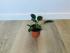 Филодендрон компактный (Philodendron) 6/15