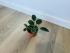 Филодендрон компактный (Philodendron) 6/15
