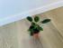 Филодендрон компактный (Philodendron) 6/15