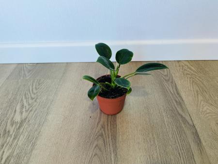 Филодендрон компактный (Philodendron) 6/15