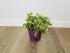 Фикус Бенджамина Кинки (Ficus Benjamina Kinky)