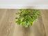Фикус Бенджамина Кинки (Ficus Benjamina Kinky)
