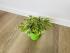 Фикус Бенджамина Кинки (Ficus Benjamina Kinky)