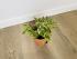 Фикус Бенджамина Кинки (Ficus Benjamina Kinky)