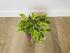 Фикус Бенджамина Кинки (Ficus Benjamina Kinky)