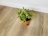 Фикус Бенджамина Кинки (Ficus Benjamina Kinky)