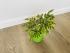 Фикус Бенджамина Кинки (Ficus Benjamina Kinky)