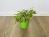 Фикус Бенджамина Кинки (Ficus Benjamina Kinky)