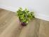Фикус Бенджамина Кинки (Ficus Benjamina Kinky)