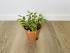 Фикус Бенджамина Кинки (Ficus Benjamina Kinky)