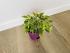 Фикус Бенджамина Кинки (Ficus Benjamina Kinky)